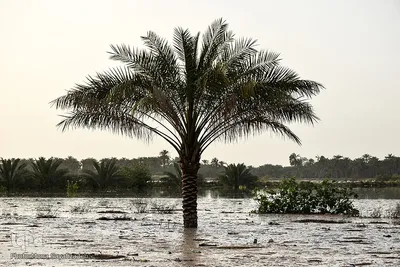 سیلاب در روستاهای غزاویه