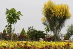 اردیبهشت باغ گل های شیراز‎‎