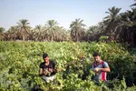 برداشت غوره از تاکستان‌های کارون