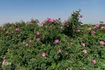 برداشت گل محمدی در ساوجبلاغ