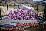 برداشت گیاه دارویی خارپنیری در استهبان فارس