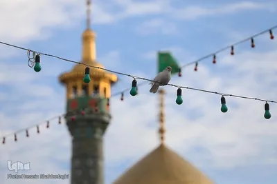 شام میلاد امام محمدتقی(ع) در حرم کریمه اهل بیت(ع)