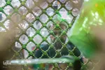 کاروان عزاداری ملت امام حسین(ع)، رهروان قرآن