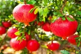 هشت درخت به نیت امام رضا(ع)
