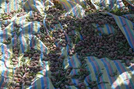 برداشت پسته و بادام از باغات شهرستان مرند‎‎