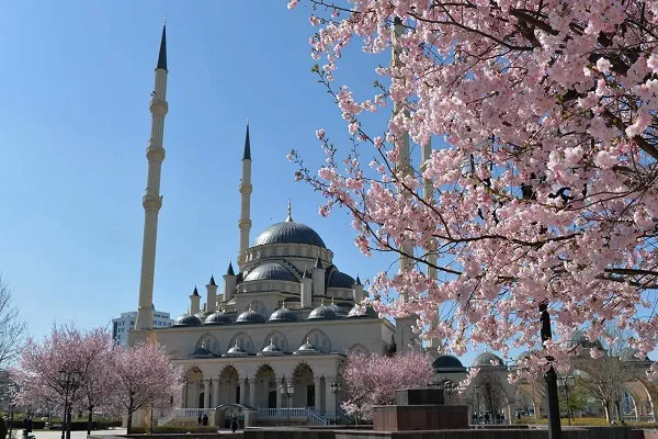 کاشت درخت پیامبر(ص) در مسجد بزرگ چچن