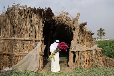 برداشت گل در حمیدیه