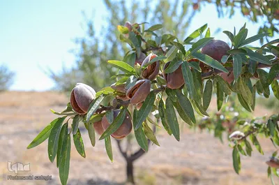 برداشت پسته و بادام از باغات شهرستان مرند‎‎