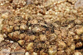 مرگ تدریجی پیازهای رها شده هرمز در روستای چراغ آباد بخش هشتبندی از توابع شهرستان«میناب» استان هرمزگان