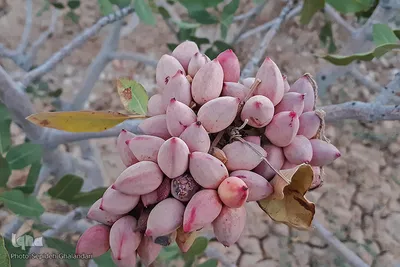 برداشت پسته در خراسان جنوبی
