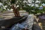 طبیعت زیبای شهرستان تفت
