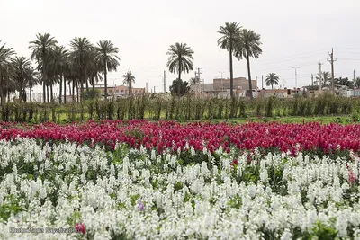 برداشت گل شب‌بو در حمیدیه