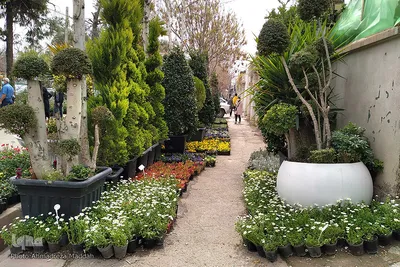 بازار گل شیراز‎‎