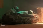 سوگنامه نمایشی «کوثر...کوچه و آه» در اراک