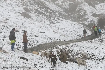 مه موجود در مسیر کوهپیمایی دائما در حال تغییر است