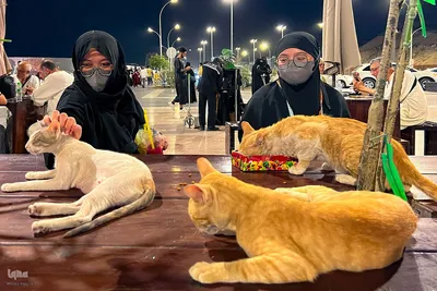 حال و هوای شهر پیامبر سال ۱۴۴۵ هجری قمری