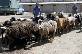بازار قربانی عید قربان در کشورهای اسلامی