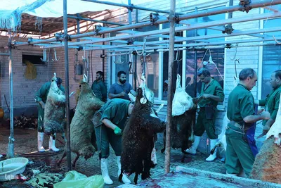 ذبح و توزیع گوشت قربانی بین نیازمندان در تبریز