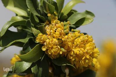 دانه‌های طلایی زرشک در کویر خراسان‌‌جنوبی