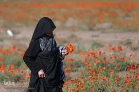 دشت شقایق‌های وحشی قم