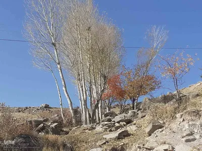 طبیعت بکر و پاییزی روستای انجرد شهرستان اهر