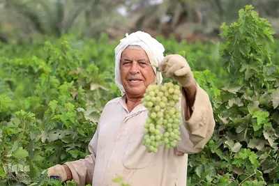برداشت انگور از تاکستان غزاویه