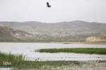 تالاب قوری گول‎‎