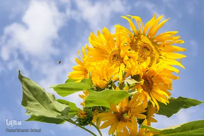 مزرعه گل های آفتابگردان