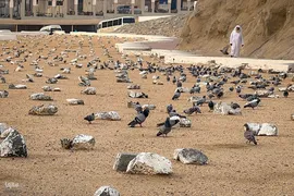 حال و هوای قبرستان ابوطالب،در روز شهادت حضرت زهرا سلام الله علیها