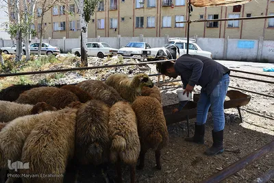 خرید و فروش گوسفند قربانی در تبریز