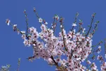 رویش شکوفه‌های زمستانی در شیراز