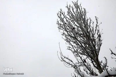 تهران برفی
