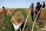 برداشت گندم از مزارع زیر آب شادگان 