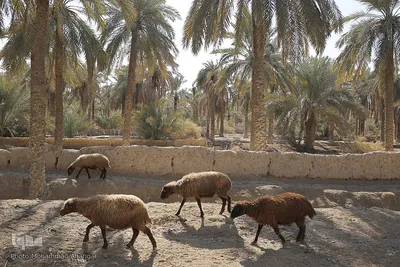 تالابی بدون آب