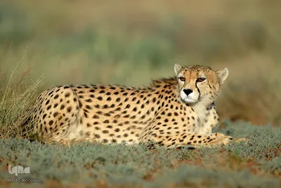 روز ملی حفاظت از یوزپلنگ آسیایی