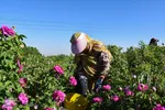 برداشت گل‌محمدی در آذربایجان شرقی