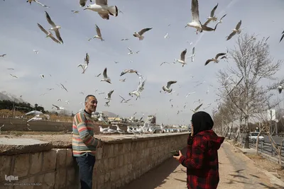 مرغان کاکایی‌؛ مهمانان زمستانی شیراز