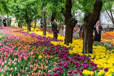 جشنواره لاله‌های آسارا‎‎