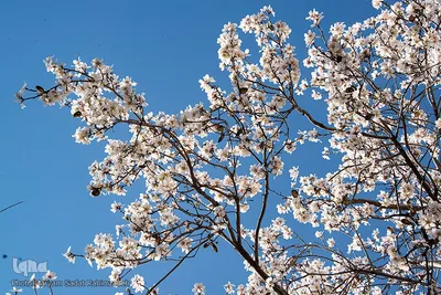 شکوفه‌های بهاری