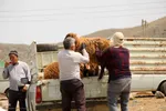 بازار گرمی گوشت قربانی در عید قربان – شهرستان اهر