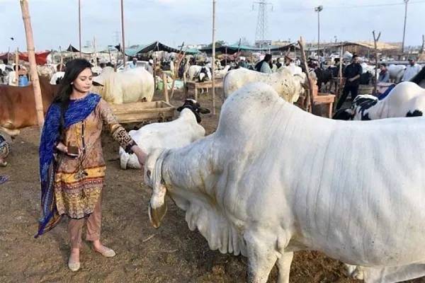 Ketakutan umat Islam India terhadap korban Lembu Aidiladha