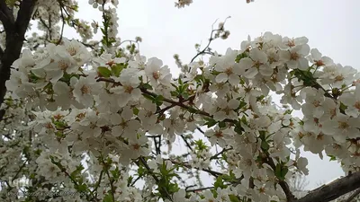 شکوفه های بهاری در اهر