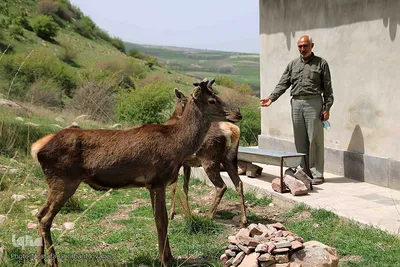 مارال های پارک جنگلی حفاظت شده فندقلوی اهر
