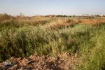 سایه نیزارها بر سر کارون
