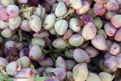 برداشت پسته در خراسان جنوبی