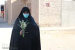 برداشت گل نرگس - خوسف