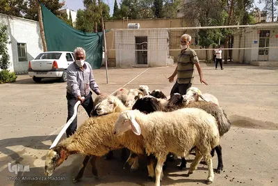 تهیه و توزیع گوشت نذری بین نیازمندان در عید قربان - شیراز