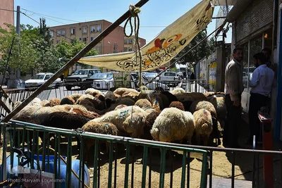خرید و فروش گوسفند قربانی در تبریز