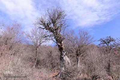 جنگل الیمستان