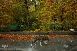پاییز در جاغرق